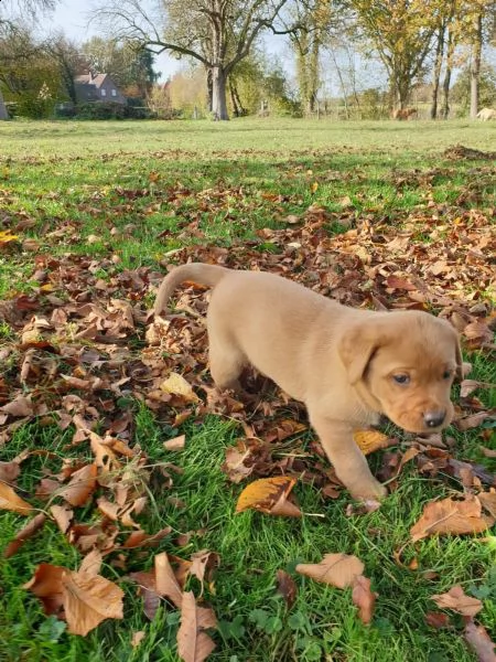 splendidi cuccioli di labrador retriver con pedigree | Foto 1