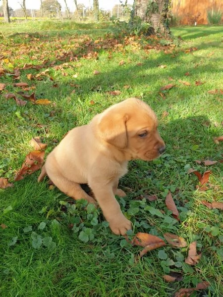 splendidi cuccioli di labrador retriver con pedigree | Foto 0