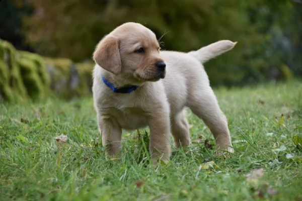 splendidi cuccioli di labrador retriver con pedigree