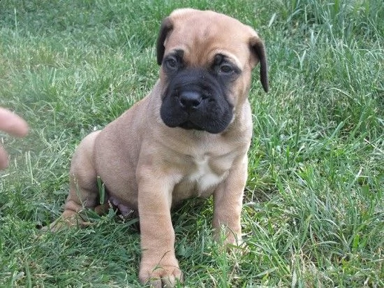 email : arwenbrades10[at]gmail[.com] adorali cuccioli di  bull mastiff  femminucce e maschietti disponibi