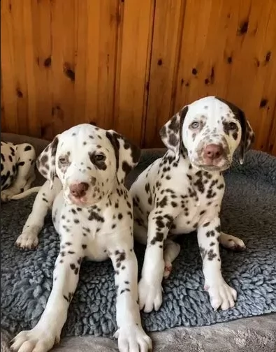 disponibili dalmata 1 maschio e 1 femmina. | Foto 0