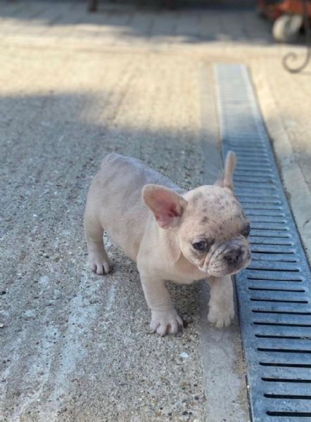bouledogue francese di altissima genealogia | Foto 1