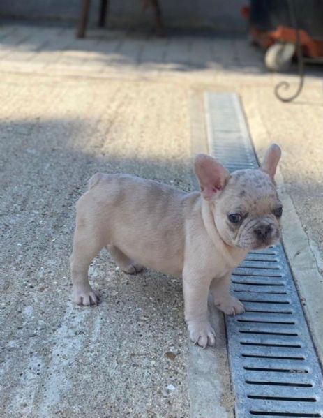 bouledogue francese di altissima genealogia | Foto 0