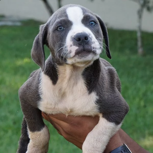 disponibile per tutti i cuccioli sani | Foto 0
