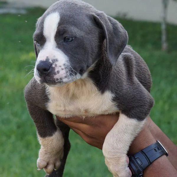 disponibile per tutti i cuccioli sani