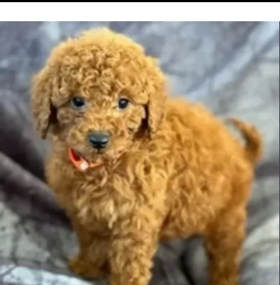 cuccioli barboncino toy rosso