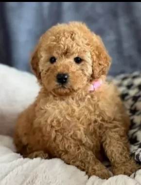 cuccioli barboncino toy rosso | Foto 0