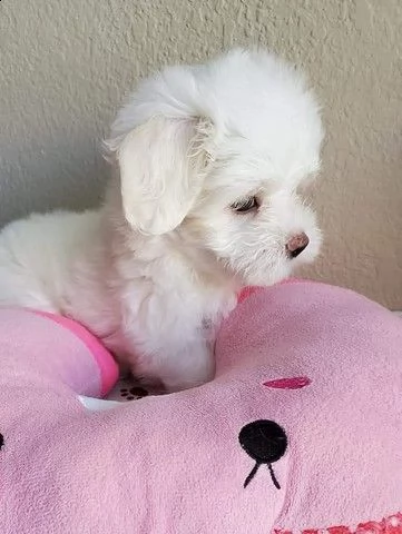 cuccioli di bichon frise