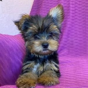 adorabili cuccioli di yorkshire | Foto 0
