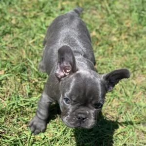 bulldog francese colore-blu
