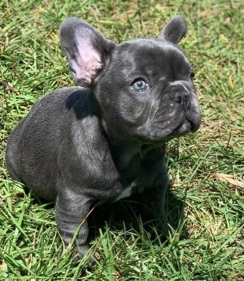 bulldog francese colore-blu | Foto 0