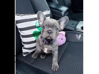 cuccioli di bulldog francese 