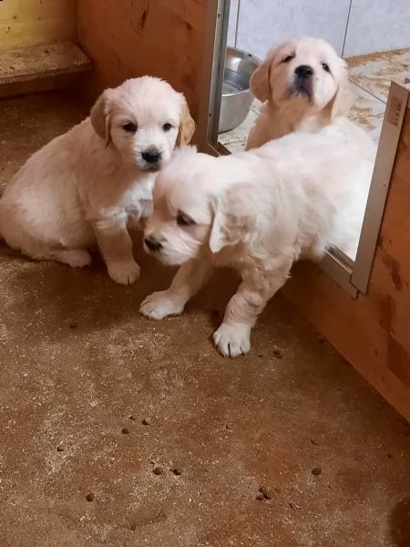 cuccioli di golden retriever pronti per nuove case . | Foto 2