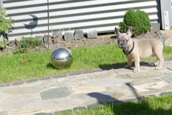 cuccioli bulldog francese – pedigree enci  | Foto 5