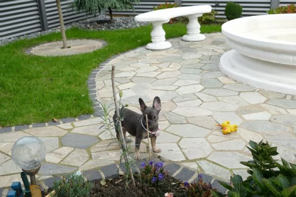 cuccioli bulldog francese – pedigree enci  | Foto 2