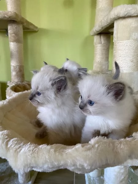 ragdoll cuccioli nati in casa