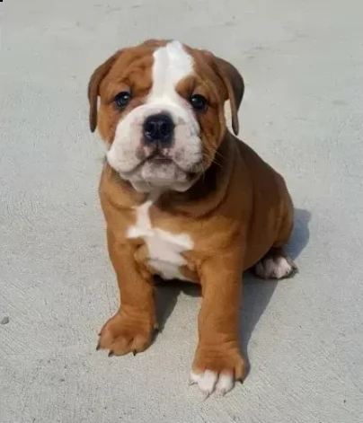 cuccioli di bulldog inglese