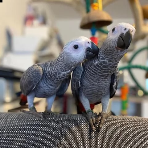 pappagalli cenerini e pappagalli ara blu | Foto 0