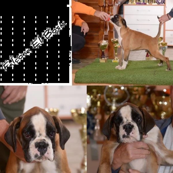 cuccioli boxer | Foto 2