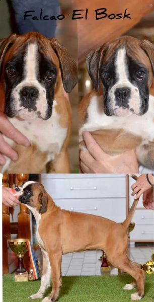 cuccioli boxer