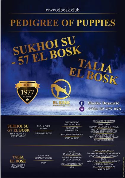 cuccioli boxer | Foto 1