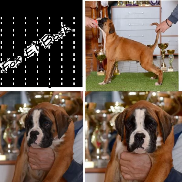 cuccioli boxer | Foto 0