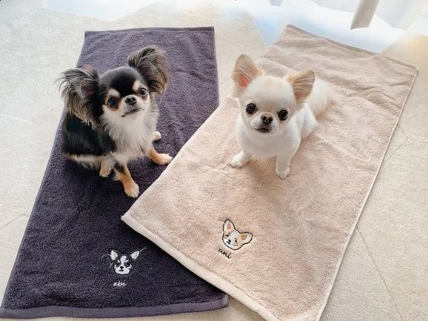 regalo cuccioli dolce e bella chihuahua toy stiamo dando questi nostri cuccioli sani maschi e femmin