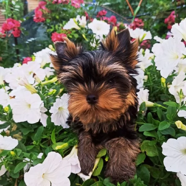regalo yorkshire cuccioli meravigliosi ! nati in casa da nostri esemplari ipertipici carattere ottim