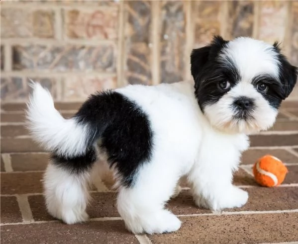 regalo cuccioli shih tzu
