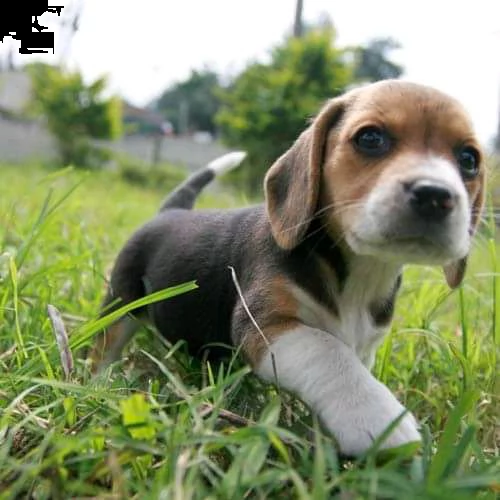 cuccioletto di beagle 