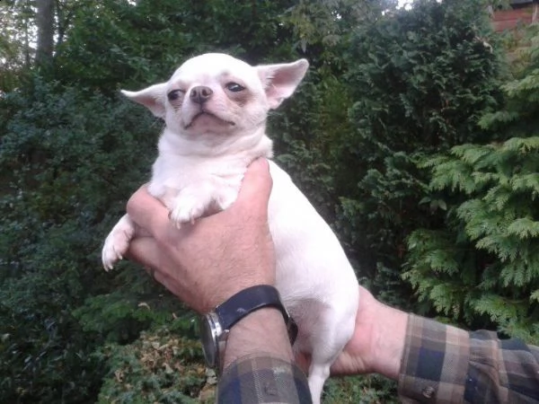 bellissimi cuccioli di chihuahua