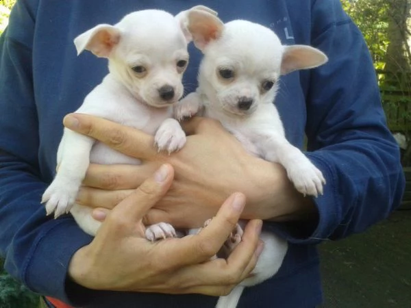 bellissimi cuccioli di chihuahua | Foto 4