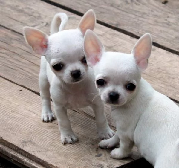 bellissimi cuccioli di chihuahua | Foto 3