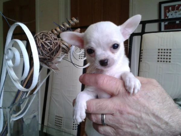 bellissimi cuccioli di chihuahua | Foto 2