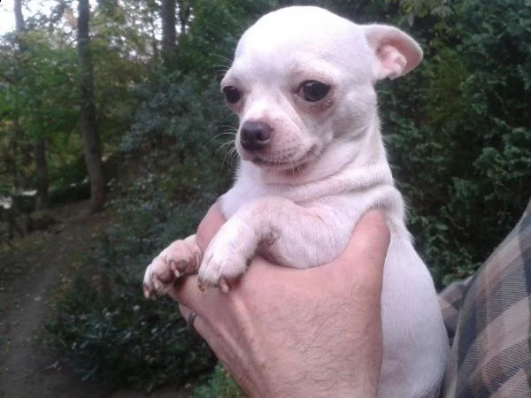 bellissimi cuccioli di chihuahua | Foto 1