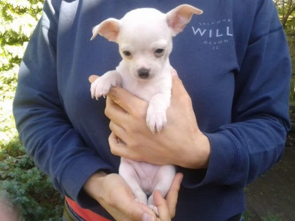 bellissimi cuccioli di chihuahua | Foto 0