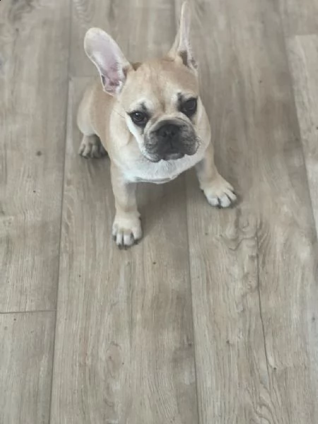vendita cucciolo bouledogue - bulldog francese cuccioli crema | Foto 2