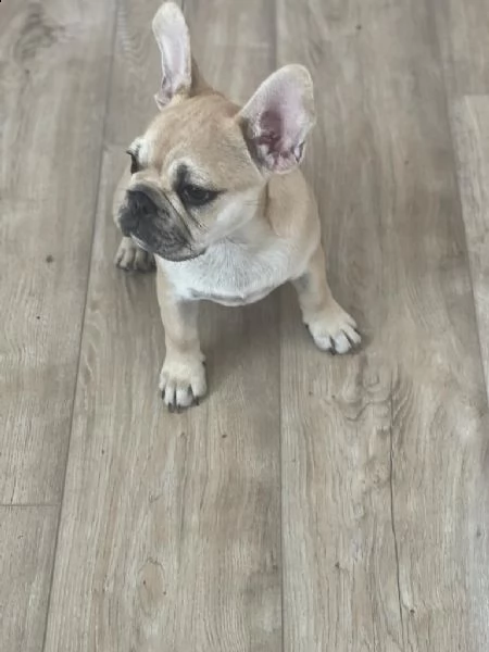 vendita cucciolo bouledogue - bulldog francese cuccioli crema | Foto 1