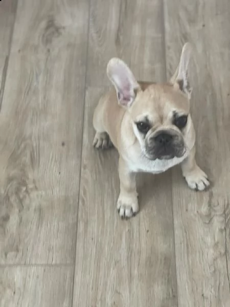 vendita cucciolo bouledogue - bulldog francese cuccioli crema | Foto 0