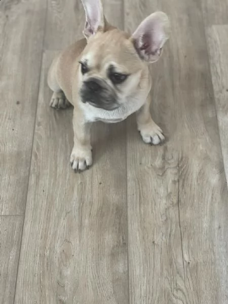 vendita cucciolo bouledogue - bulldog francese cuccioli crema