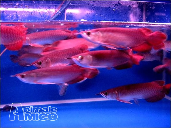super rosso, rosso asiatico, 24 k golden arowana pesci