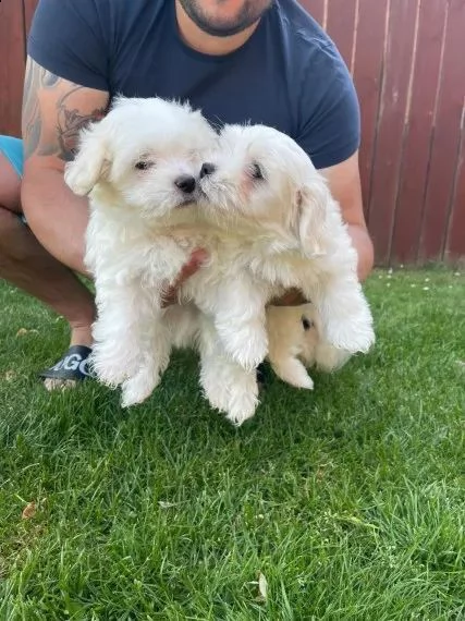 regalo adorabili cuccioli  maltese