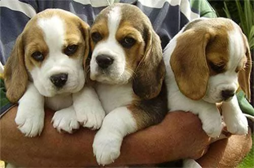 cuccioletto di beagle 