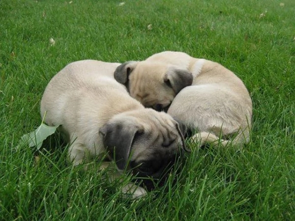 cuccioletto di carlino 