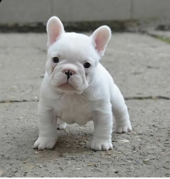 regalo bouledogue francese | Foto 0