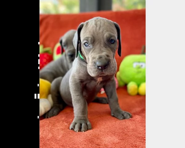 vendita cuccioli di alano blue