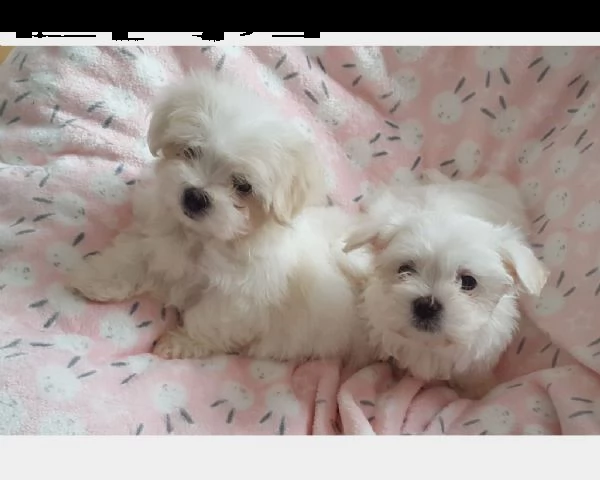 vendita splendidi e bianchissimi cucciolini maltese  | Foto 0