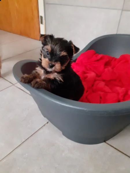 yorkshire, cuccioli di taglia piccola, pedigree roi | Foto 2