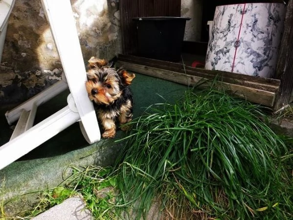 yorkshire, cuccioli di taglia piccola, pedigree roi | Foto 1