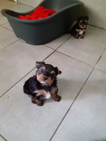 yorkshire, cuccioli di taglia piccola, pedigree roi